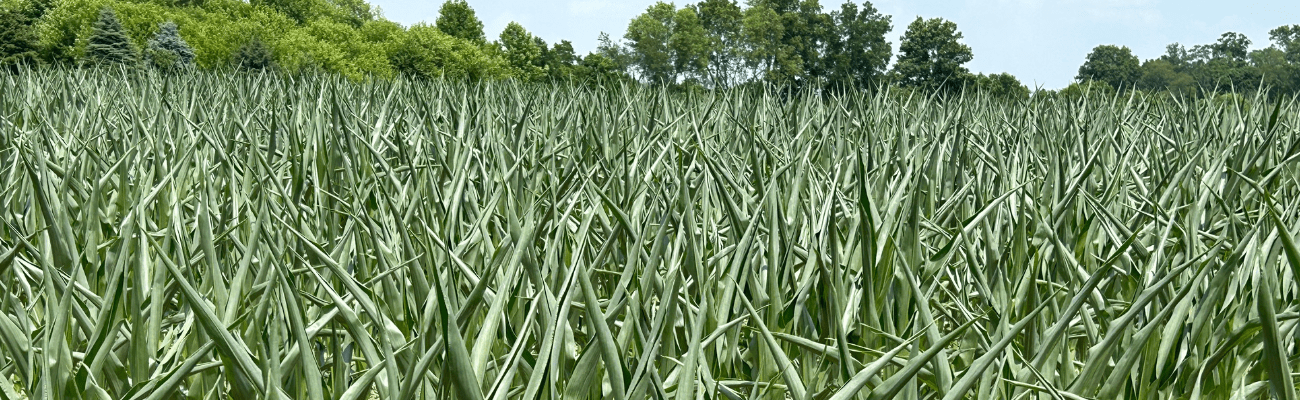 Uncurl and Produce